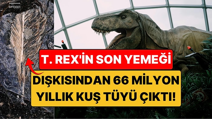 T. Rex'in Son Yemeği: Dinozor Dışkısından Çıkan 66 Milyon Yıllık Kuş Tüyü