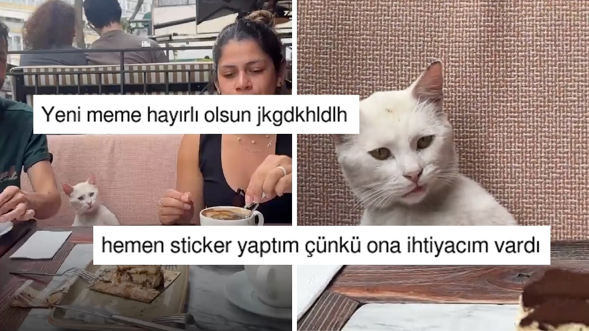 Turistlerin Yemeğini Paylaşmadığı Türk Sokak Kedisinin Bakışı X'te Goygoycuların Diline Düştü
