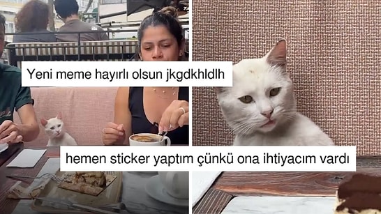 Turistlerin Yemeğini Paylaşmadığı Türk Sokak Kedisinin Bakışı X'te Goygoycuların Diline Düştü