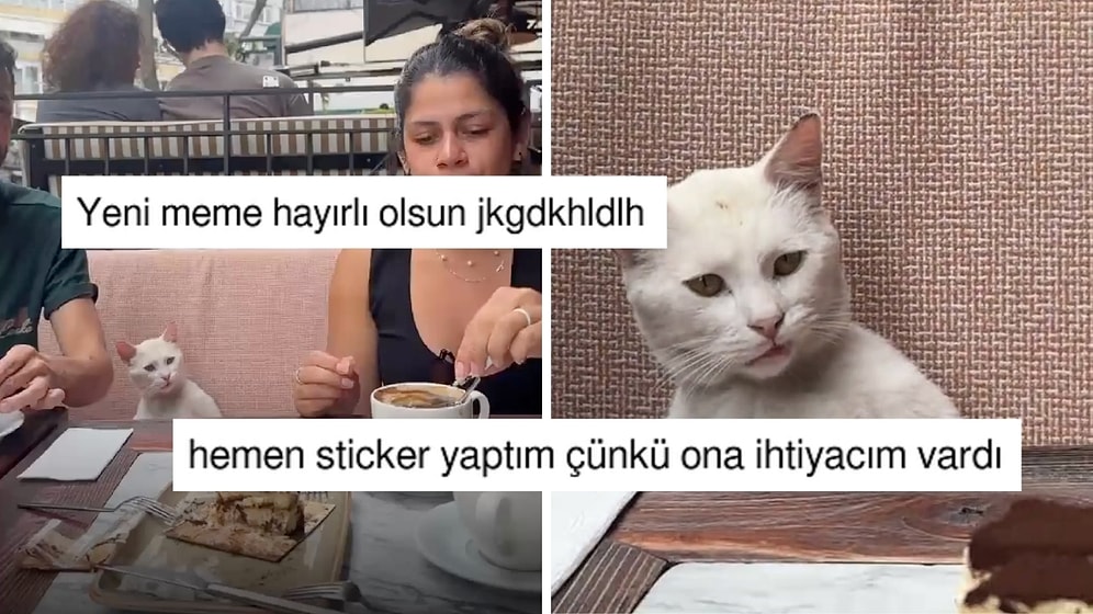 Turistlerin Yemeğini Paylaşmadığı Türk Sokak Kedisinin Bakışı X'te Goygoycuların Diline Düştü