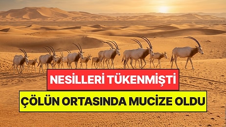 Nesli Yıllar Önce Tükenmişti: Çöle Bıraktıkları 25 Antilopla İmkansızı Başardılar