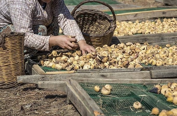 Aracıların Yüksek Pay Alması Sebebiyle Üreticiler Kendi Kooperatiflerini Kurmak İstiyor