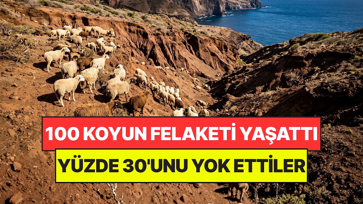 Yanlarında Getirdikleri 100 Koyun Adayı Felakete Sürükledi: Yüzde 30'u Yok Oldu