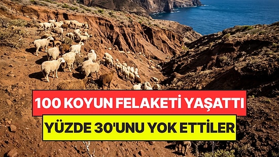 Yanlarında Getirdikleri 100 Koyun Adayı Felakete Sürükledi: Yüzde 30'u Yok Oldu