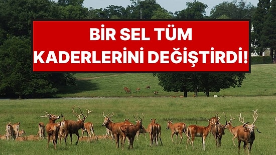Büyük Sel Her Yeri Sular Altında Bıraktı, Bir Hayvan Türünün Kaderi Değişti