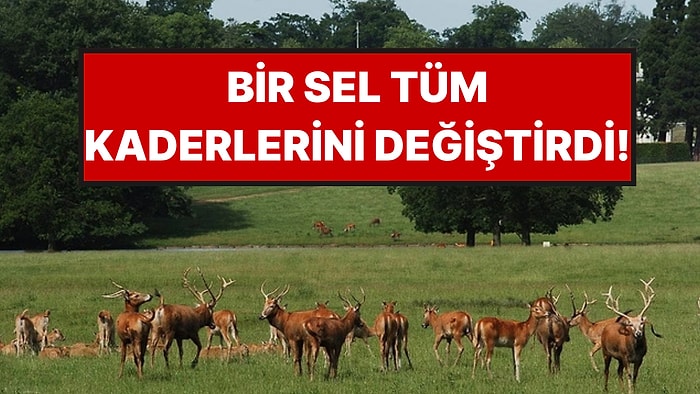 Büyük Sel Her Yeri Sular Altında Bıraktı, Bir Hayvan Türünün Kaderi Değişti