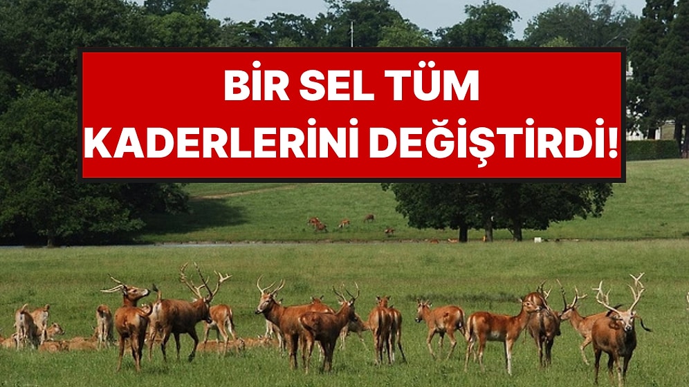 Büyük Sel Her Yeri Sular Altında Bıraktı, Bir Hayvan Türünün Kaderi Değişti