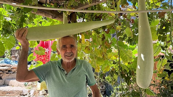 Deneme amacıyla dikilen tohumlar beklentilerin çok üzerinde bir verim sergiledi.