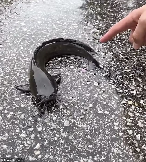 Güneydoğu Asya Kökenli Bu Tür Eyaletteki Su Kaynaklarına Hızla Yayılıyor