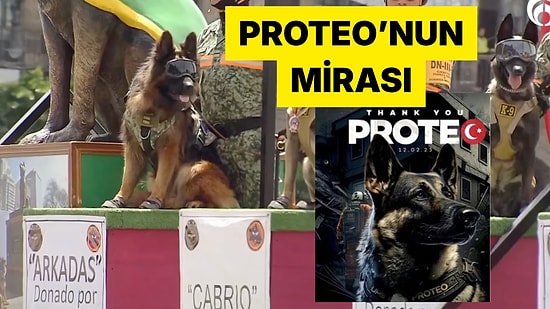 Türkiye'den Meksika'ya Giden Yavru Köpek Yıllar Sonra Görüntülendi