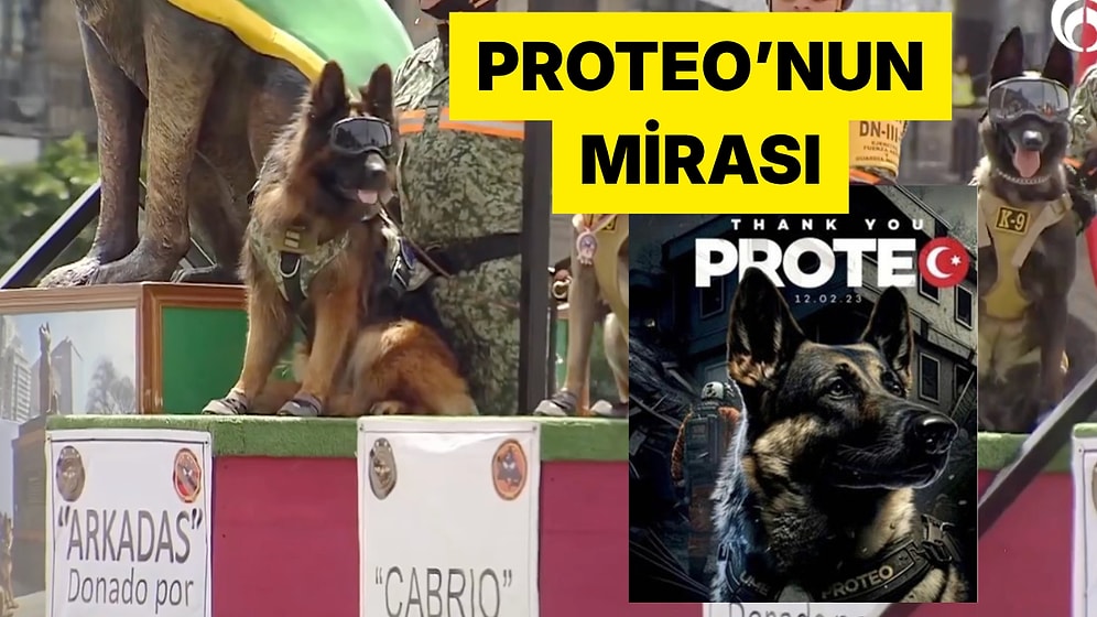 Türkiye'den Meksika'ya Giden Yavru Köpek Yıllar Sonra Görüntülendi