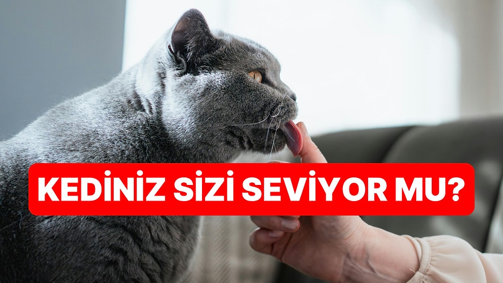 Kedinizin Sizi Sevdiğini Gösteren 4 İşaret: Bacağınıza Sürtünmesi Tesadüf Değil!