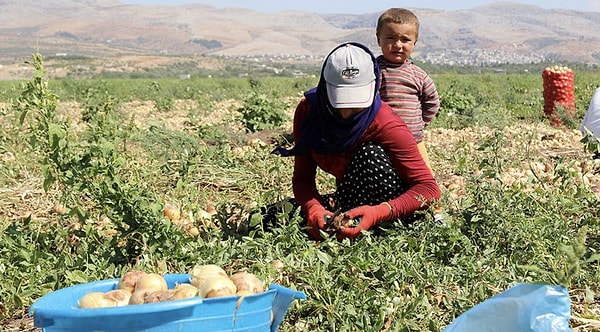 Çilek almaya niyetlendi ama gördükleri karşısında elini bile süremedi.
