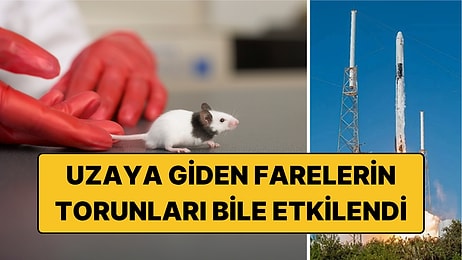 Uzaya Giden Farelerin Torunlarında Bile Üreme Değişikliği Görüldü! İşte Uzay Yolculuğunun Etkisi