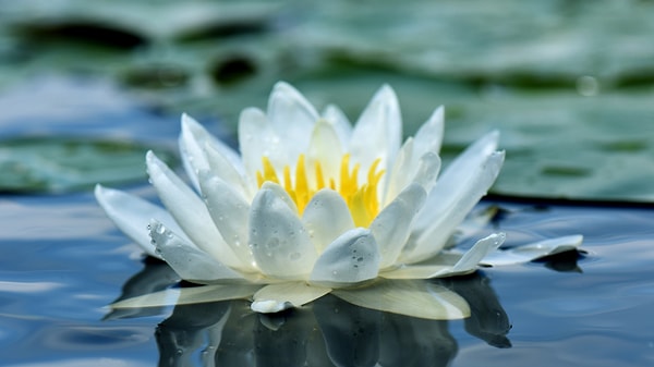 Balık: Nilüfer (Water Lily)