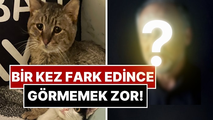 Fotoğrafı Paylaşılan Kedi Ünlü Oyuncuya Benzetildi: Bir Kez Fark Edince Görmemek Zor!