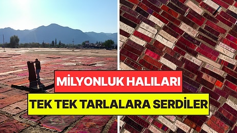 Milyonlarca Liralık Halıları Tarlalara Serdiler: Güneşin Altında Renk Değiştiriyorlar