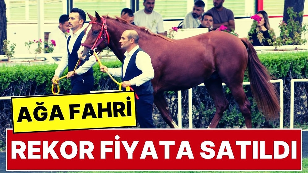 Ağa Fahri 8 Milyon 750 Bin TL'ye Satıldı: TİGEM'in 13 Safkan Arap Tayı Toplam 51,6 Milyon Lira Getirdi