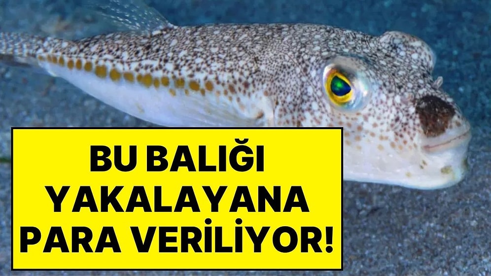 Bu Balığı Yakalayana Tane Başına 10 Lira Veriliyor: Devlet Destek Kotasını 1 Milyona Çıkardı