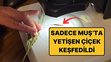 Dünyada Sadece Muş'ta Yetişiyor: 2.550 Metrede Keşfedilen Yeni Tür Bilim Dünyasına Girdi