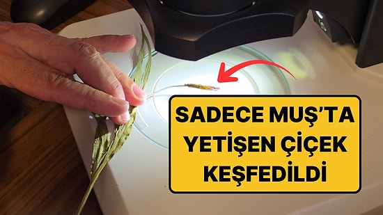 Dünyada Sadece Muş'ta Yetişiyor: 2.550 Metrede Keşfedilen Yeni Tür Bilim Dünyasına Girdi