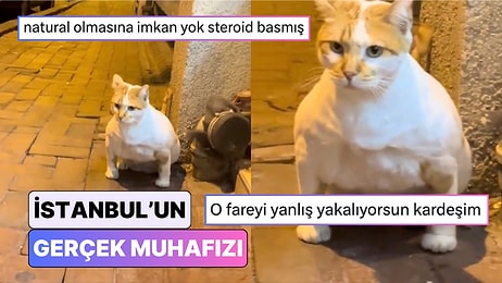 Pitbull mu Kedi mi? İstanbul Sokaklarındaki Kaslı Kedi Görenleri Şaşkına Çevirdi