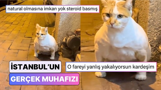 Pitbull mu Kedi mi? İstanbul Sokaklarındaki Kaslı Kedi Görenleri Şaşkına Çevirdi