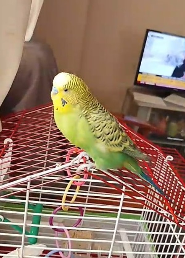Ölüm Döşeğinden Hayata Döndürdü