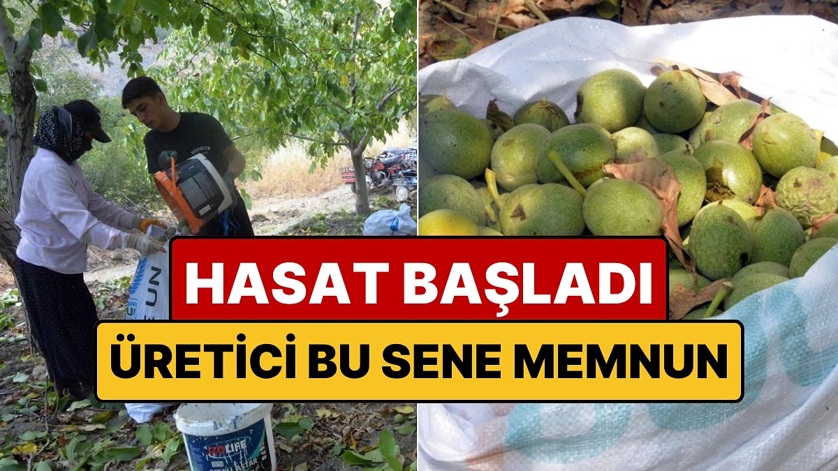 Günlük 5 Bin Lira Kazandırıyor: Yeşil Altın Diyorlar!