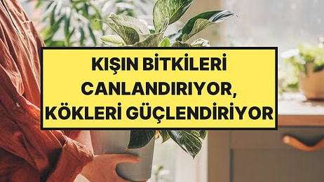 Kışın Bitkileri Canlı Tutmak İçin Patates Kabuklarını Kullanın Çağrısı Yapıldı
