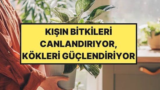Kışın Bitkileri Canlı Tutmak İçin Patates Kabuklarını Kullanın Çağrısı Yapıldı