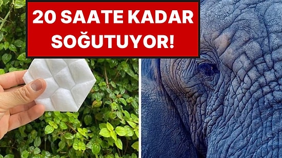 Fillerden İlham Aldılar: Binaları Klimasız Soğutacak Yeni Teknoloji Geliştirildi