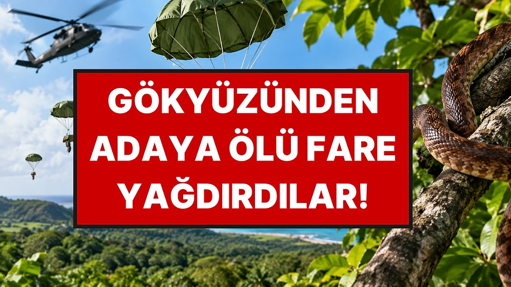 2 Bin Ölü Fareyi Helikopterlerle Adaya Bıraktılar: Adayı Kurtarmak İçin Sıra Dışı Yöntem
