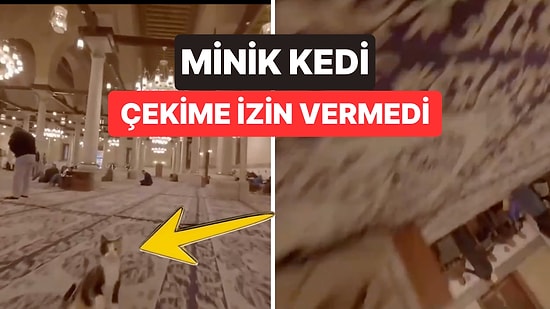 Cami Kedisi Drone'a Geçit Vermedi: Havadaki Kameranın Üzerine Atladığı Anlar Viral Oldu