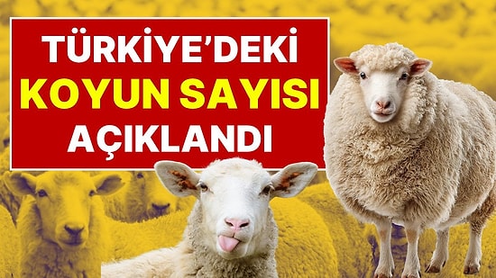 Türkiye'de Koyun Sayısı Yüzde 6 Artarak 49,5 Milyona Yükseldi: 6 Ayda 2,8 Milyon Koyun Eklendi