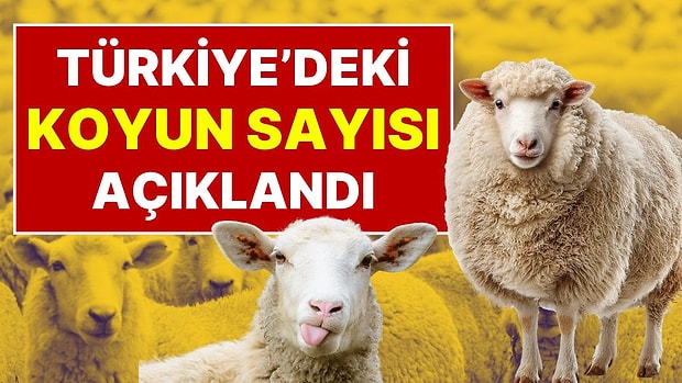Türkiye'de Koyun Sayısı Yüzde 6 Artarak 49,5 Milyona Yükseldi: 6 Ayda 2,8 Milyon Koyun Eklendi