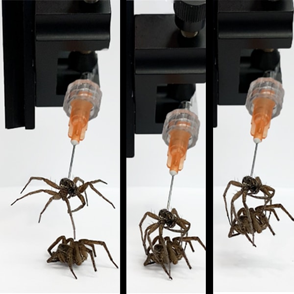 Rice Üniversitesi'ndeki mühendisler, bu özellikten yararlanarak ölü bir örümceği tutucu bir robota dönüştürdü.