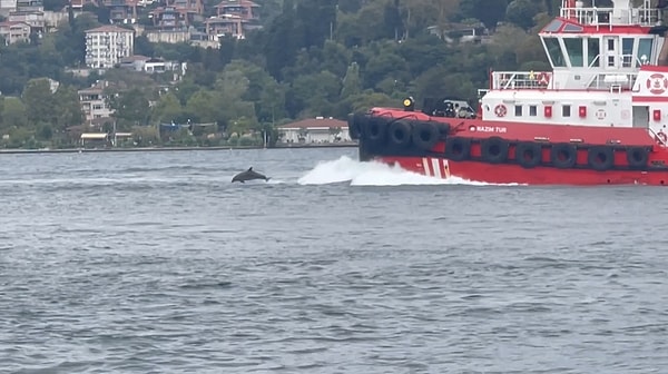 Kıyı Emniyeti Gemisinin Önünde Sıçraya Sıçraya İlerlediler