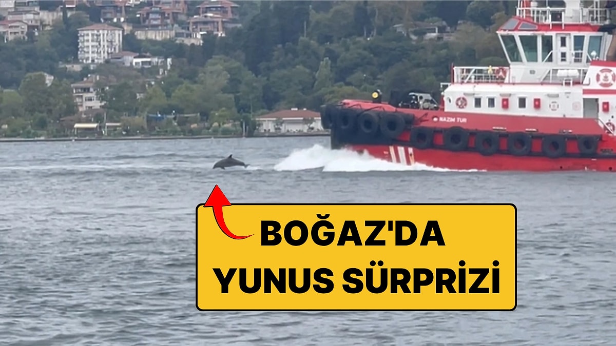 İstanbul Boğazı'nda Yunus Sürprizi: Kıyı Emniyeti Gemisine Eşlik Ettiler!