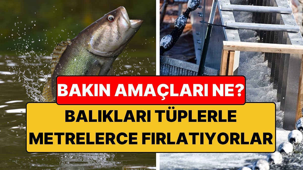Balıkları Metrelerce Öteye Fırlatıyorlar: Nedeni Şaşırttı