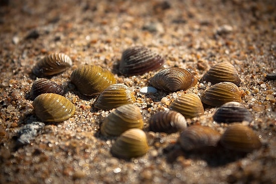 20,000 Square Meters of Rubber Sheeting Wipes Out 90% of Invasive Mussels