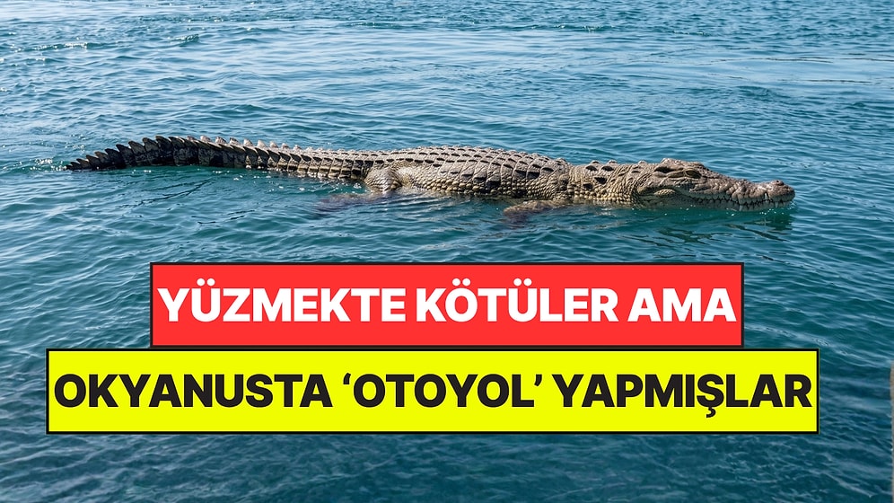 Yüzmeyi Beceremeyen Timsahlar Okyanusta Kendi 'Otoyolunu' Yapmış