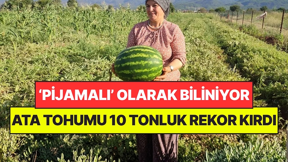 Tohumu Atadan Gelen 'Pijamalı' Karpuz Rekor Kırdı: 2 Dönümden 10 Ton Ürün Çıktı