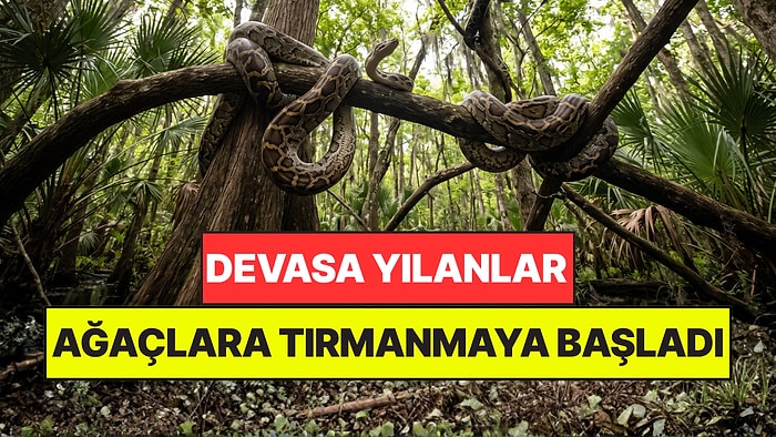 Dev Yılanlar Ağaçlara Tırmanmaya Başladı: Nedenini Sonunda Buldular