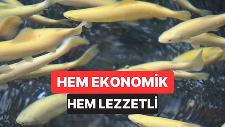 Toroslar'ın Kar Sularında 16 Ay Büyüyor: Türkiye'de Bu Alabalığın Lezzetini Başka Yer Tutmuyor