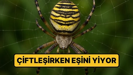 Çiftleşirken Erkeğini Yiyen Örümcek Avrupa'da Yayılıyor