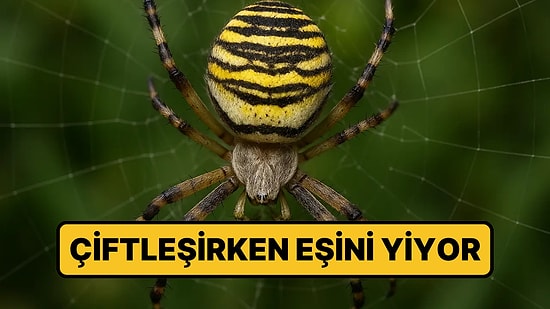 Çiftleşirken Erkeğini Yiyen Örümcek Avrupa'da Yayılıyor