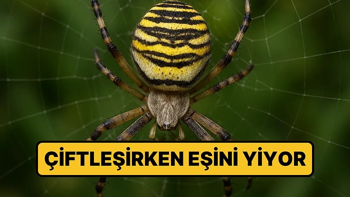 Çiftleşirken Erkeğini Yiyen Örümcek Avrupa'da Yayılıyor