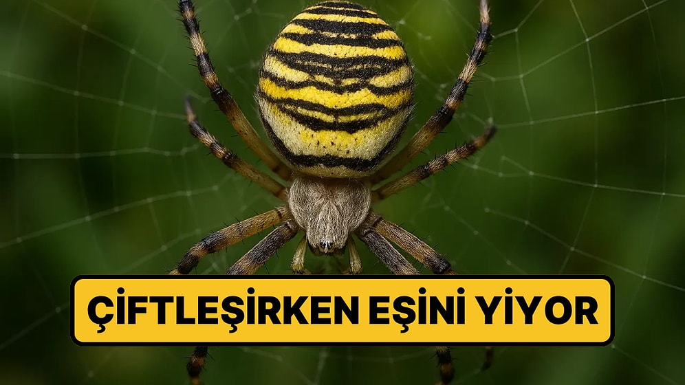 Çiftleşirken Erkeğini Yiyen Örümcek Avrupa'da Yayılıyor
