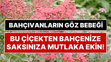 Bahçıvanlara Göre Her Bahçede Olmalı: Yılda En Az 90 Gün Çiçek Açan Oya Ağacı